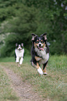Australian Shepherds