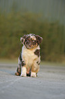Australian Shepherd Puppy