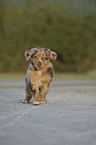 Australian Shepherd Puppy