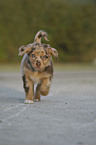 Australian Shepherd Puppy