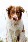 Australian Shepherd Portrait
