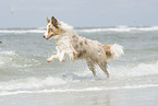 running Australian Shepherd