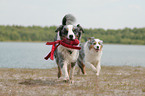 playing Australian Shepherds