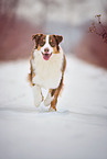 running Australian Shepherd