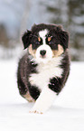 Australian Shepherd Puppy