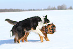 2 dogs