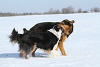 2 dogs