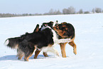 2 dogs