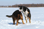 2 dogs
