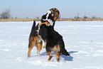 2 dogs