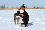 2 dogs