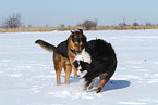 2 dogs