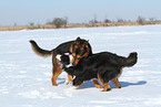 2 dogs