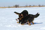 2 dogs