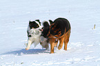 2 dogs