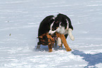 2 dogs