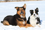 2 dogs