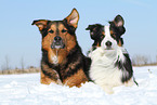 2 dogs