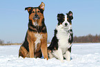 2 dogs