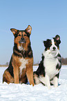 2 dogs