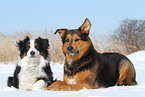 2 dogs