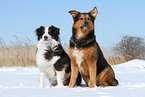 2 dogs