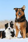 2 dogs
