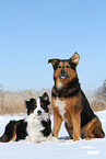 2 dogs