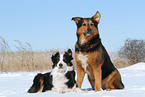 2 dogs