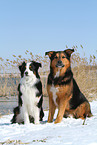 2 dogs