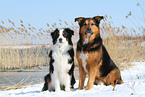 2 dogs