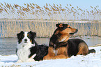 2 dogs