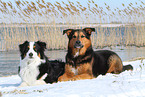 2 dogs