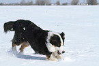 running Australian Shepherd