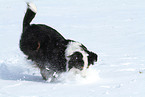 braking Australian Shepherd
