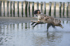 2 dogs