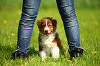 Australian Shepherd puppy