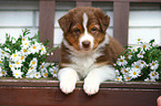Australian Shepherd puppy