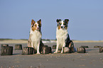 2 Australian Shepherds