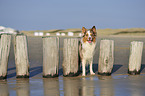 standing Australian Shepherd