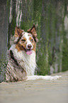 lying Australian Shepherd