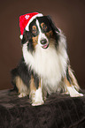sitting Australian Shepherd