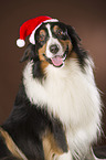 Australian Shepherd Portrait