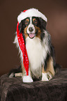 sitting Australian Shepherd