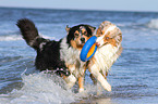 2 Australian Shepherds