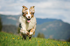 running Australian Shepherd