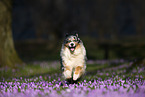running Australian Shepherd