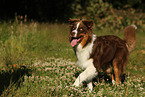 walking Australian Shepherd