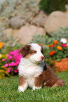 Australian Shepherd Puppy