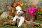 Australian Shepherd Puppy